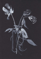 http://www.actionaqua.com/files/gimgs/th-111_29 februar 63.jpg